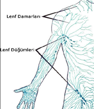 Lenf sistemi temel olarak lenfatiklerden (lenf damarları) ve lenf düğümlerinden oluşur. Lenf düğümleri lenf sıvısını filtreleyen yapılardır. Lenf damarları da lenf düğümlerine bağlanırlar. İnsan vücudunda yüzlerce lenf düğümü (Lenf nodu,lenf bezi de denebilir.) vardır. Bu nodlar vücudun daha derin yerlerinde (örn. Kalbin ya da akciğerlerin etrafında) veya yüzeye yakın yerlerde (örn. Kasık ya da koltukaltında) bulunabilirler.